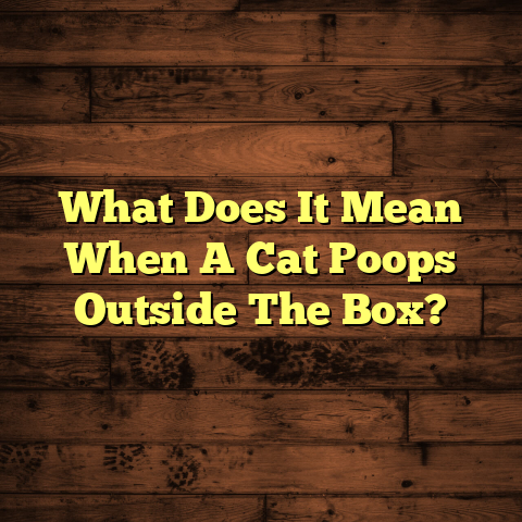 Why Is Your Cat Pooping Outside? [Flooring Damage Risk]